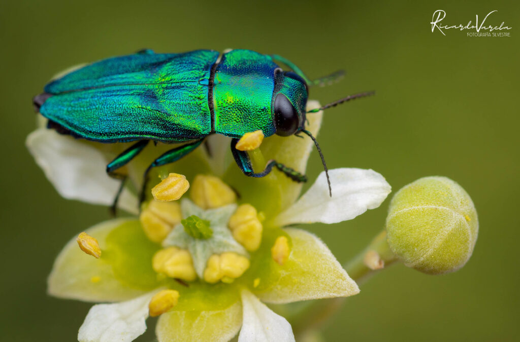 Escarabajo joya (Ctenoderus chloris). Créditos Ricardo Varela
