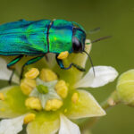 Escarabajo joya (Ctenoderus chloris). Créditos Ricardo Varela