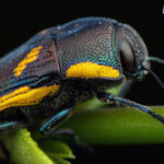 Escarabajo joya (Tyndaris planata). Créditos Ricardo Varela.