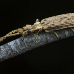 Escarabajo prehistórico (Prolixocupes latrellei). Créditos Ricardo Varela.