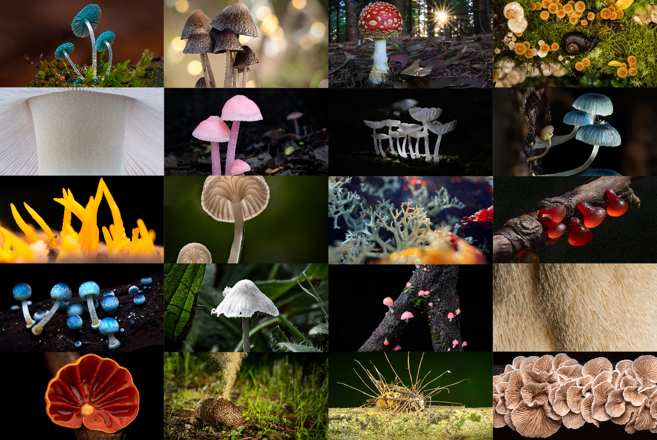 ¡Todos a votar! Las 20 mejores fotos del concurso “Reino Fungi en Chile 2022-2023”