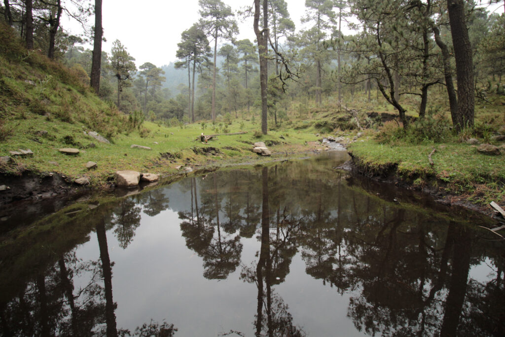 Hábitat del ajolote de Arroyo de Montaña