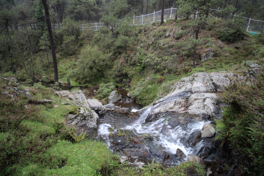 Habitat del ajolote de Arroyo de Montaña