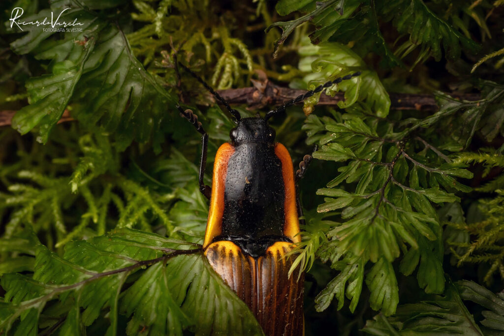 Hachero (Semiotus luteipennis). Créditos Ricardo Varela.