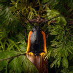 Hachero (Semiotus luteipennis). Créditos Ricardo Varela.