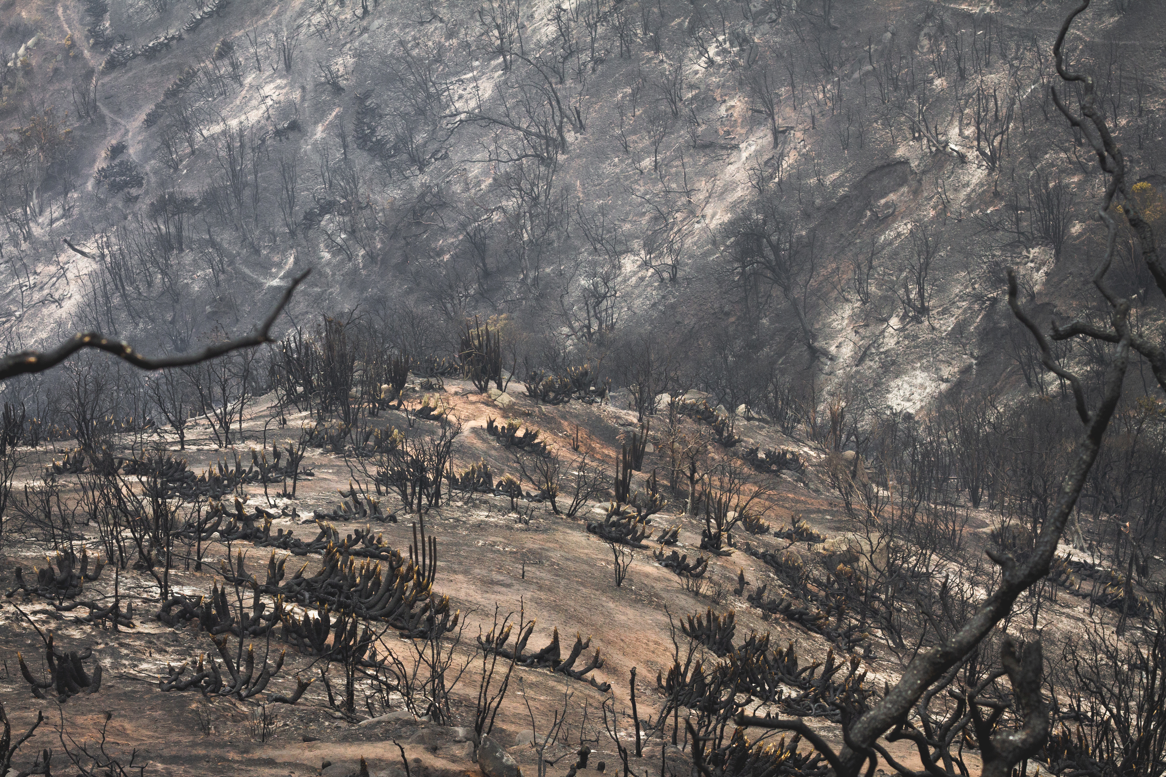 Imágenes devastadoras: las consecuencias del incendio que consumió más de 360 hectáreas en Papudo y Zapallar