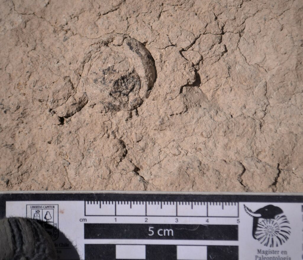 Nido fósil de escarabajo preservado en un paleosuelo del Mioceno. Crédito: Raúl Ugalde.