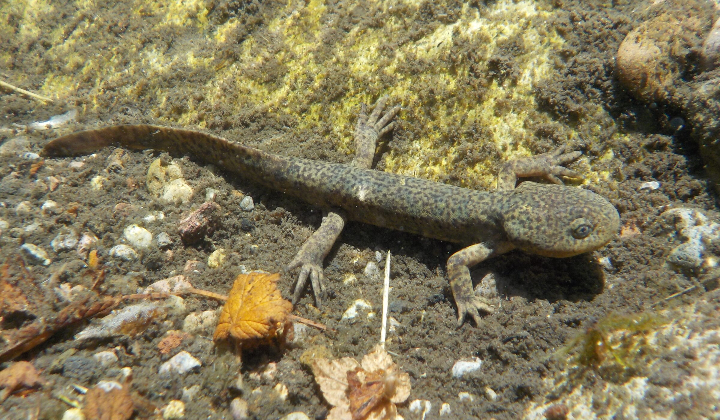 El ajolote de arroyo de montaña: la otra especie de ajolote que habita en la Ciudad de México y los retos para su conservación