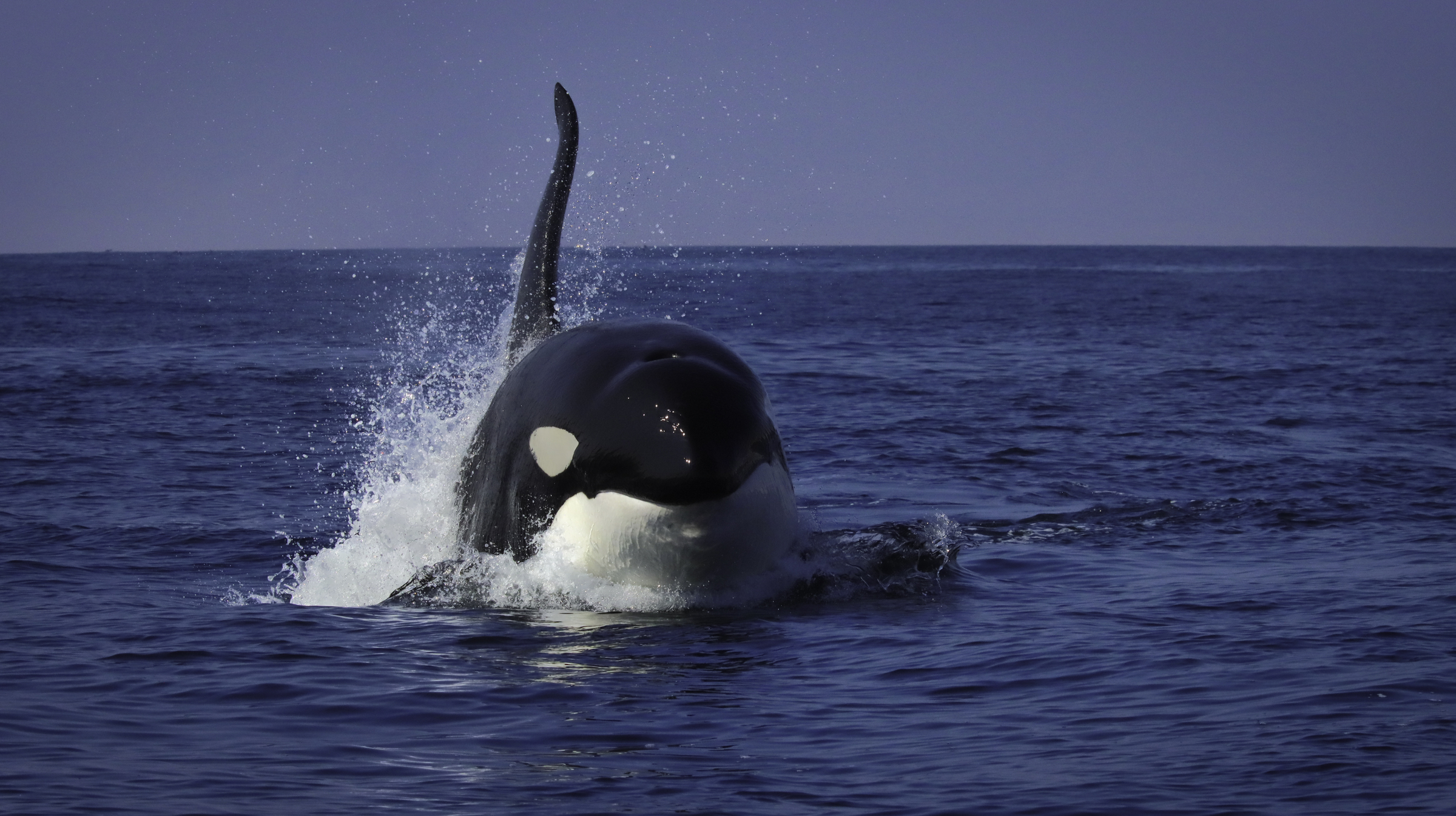 Maravilloso: Orcas son avistadas en Mejillones, en el norte de Chile
