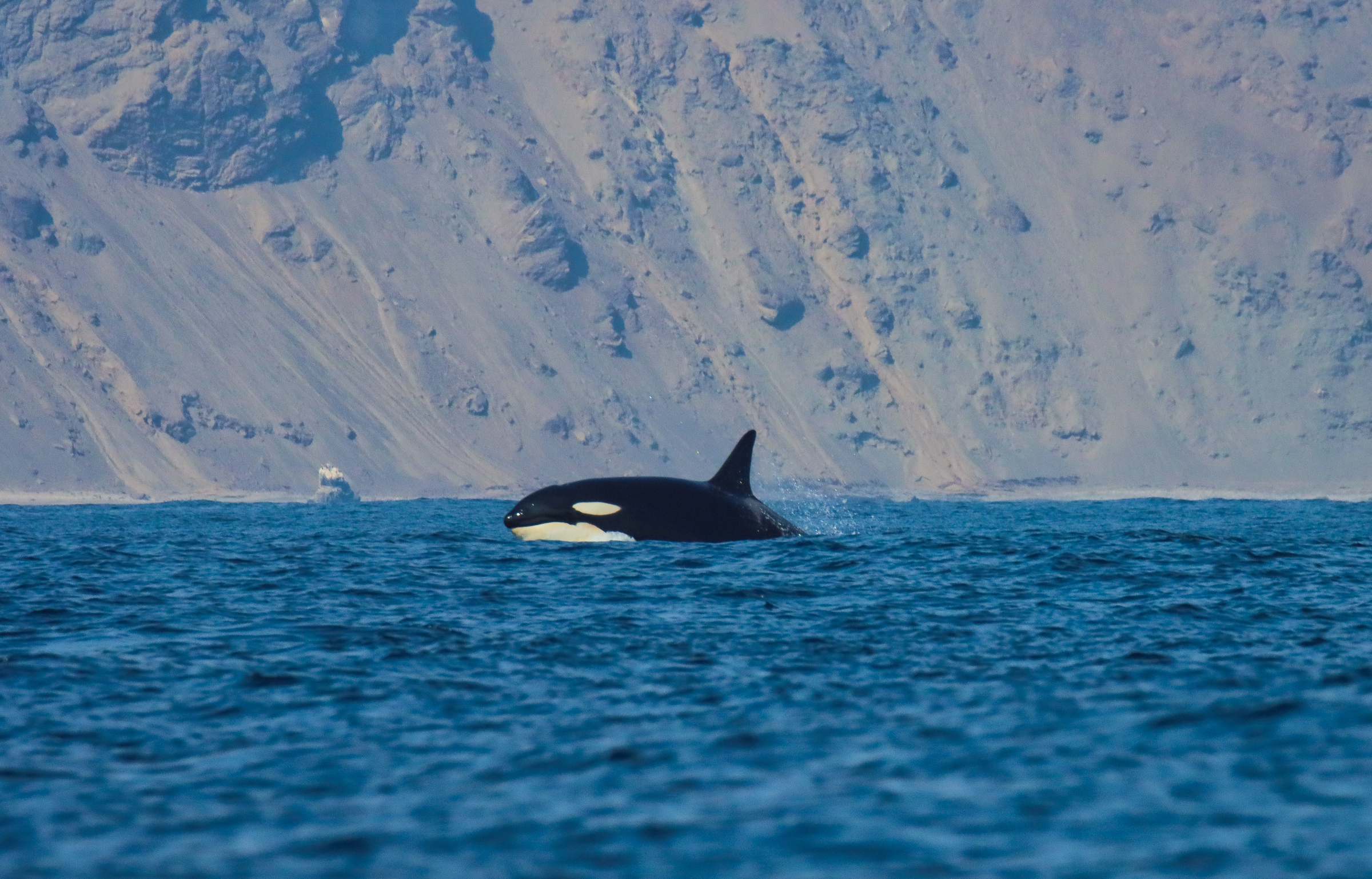 La orca (Orcinus orca) es una especie cosmopolita, que se encuentra en todos los océanos del mundo.