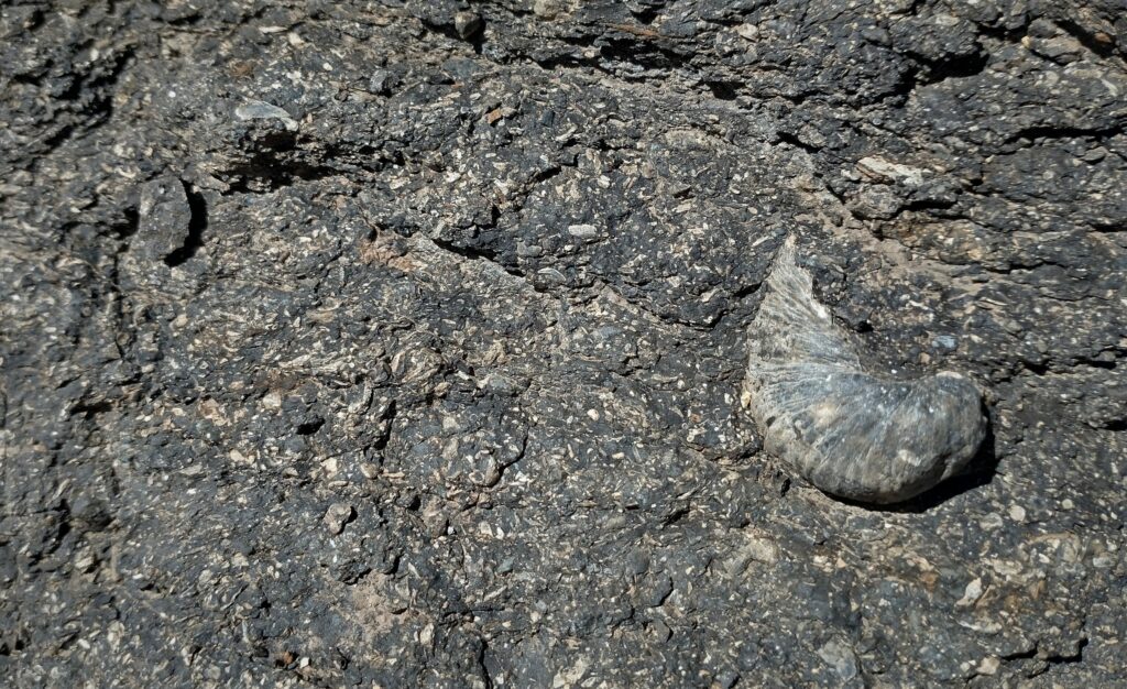 Valva desarticulada de una ostra del Jurásico Superior, en las cercanías de Coyhaique. Crédito: Enrique Bostelmann.