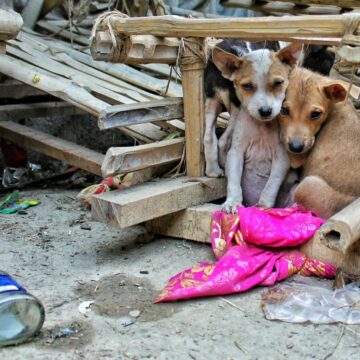 Cuatro millones de animales sin supervisión: la alarmante crisis del abandono de perros y gatos en Chile
