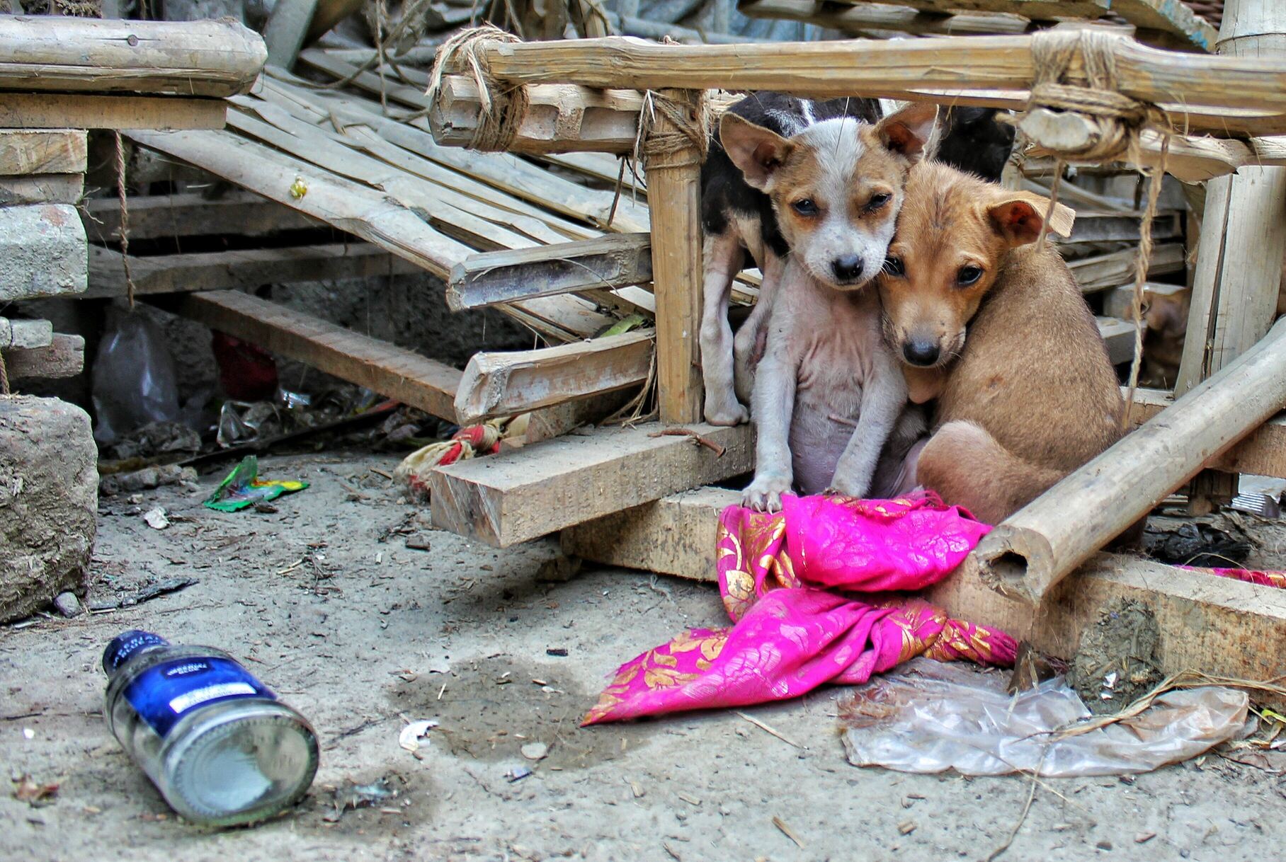 Cuatro millones de animales sin supervisión: la alarmante crisis del abandono de perros y gatos en Chile