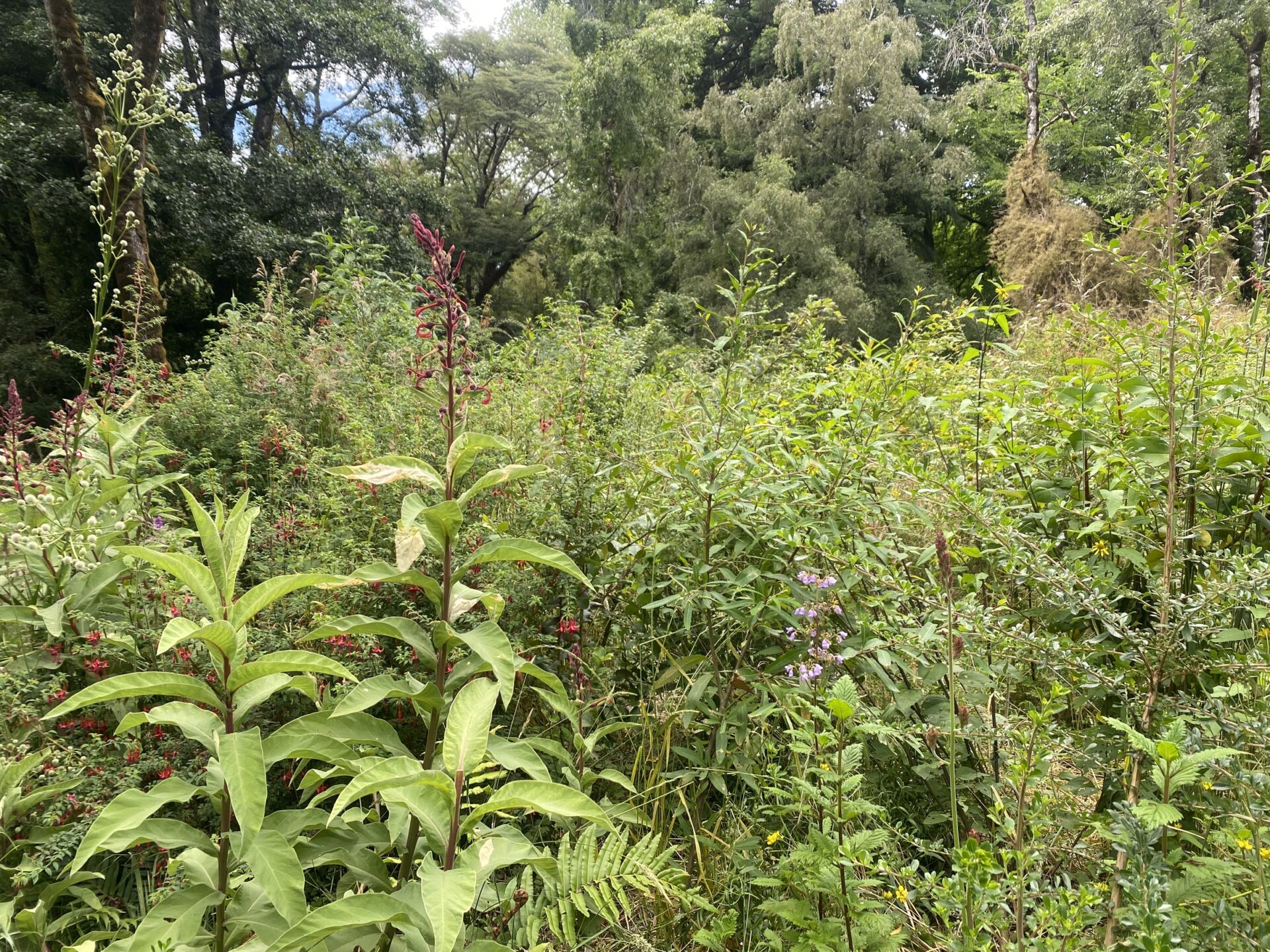 Proyecto PATCH: Un piloto de regeneración ecológica para el paisaje austral utilizando el método Miyawaki