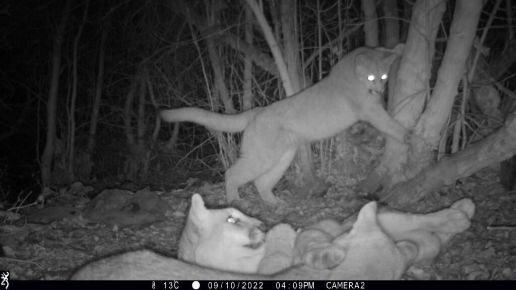 Villa Nativa registró a una hembra puma (Puma concolor) nombrada “Violeta” junto a sus crías.