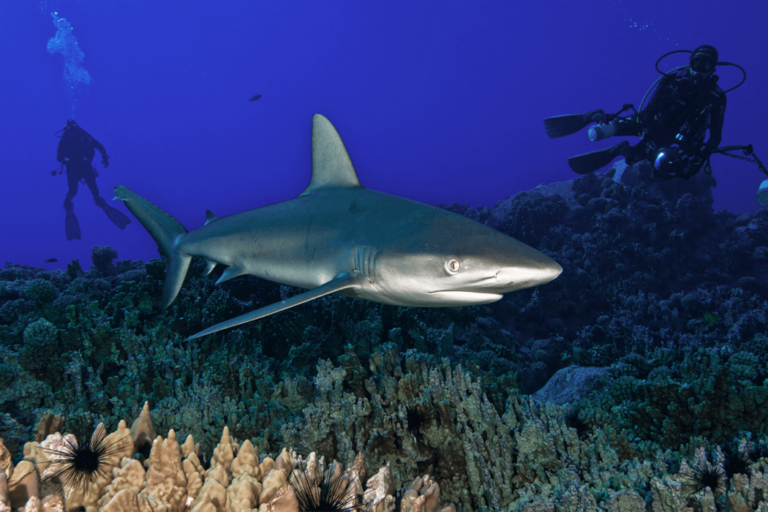 Los tiburones  están ocupando las cordilleras submarinas para llegar a Rapa Nui