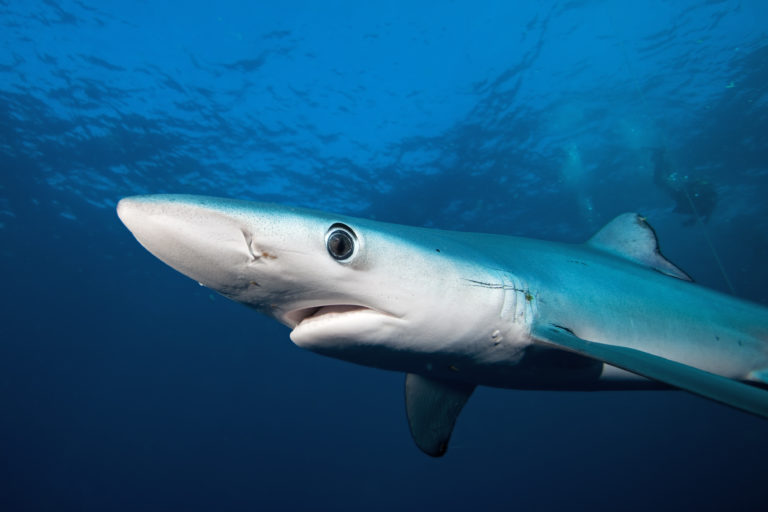 En el norte de Chile, se explota bastante el tiburón azul
