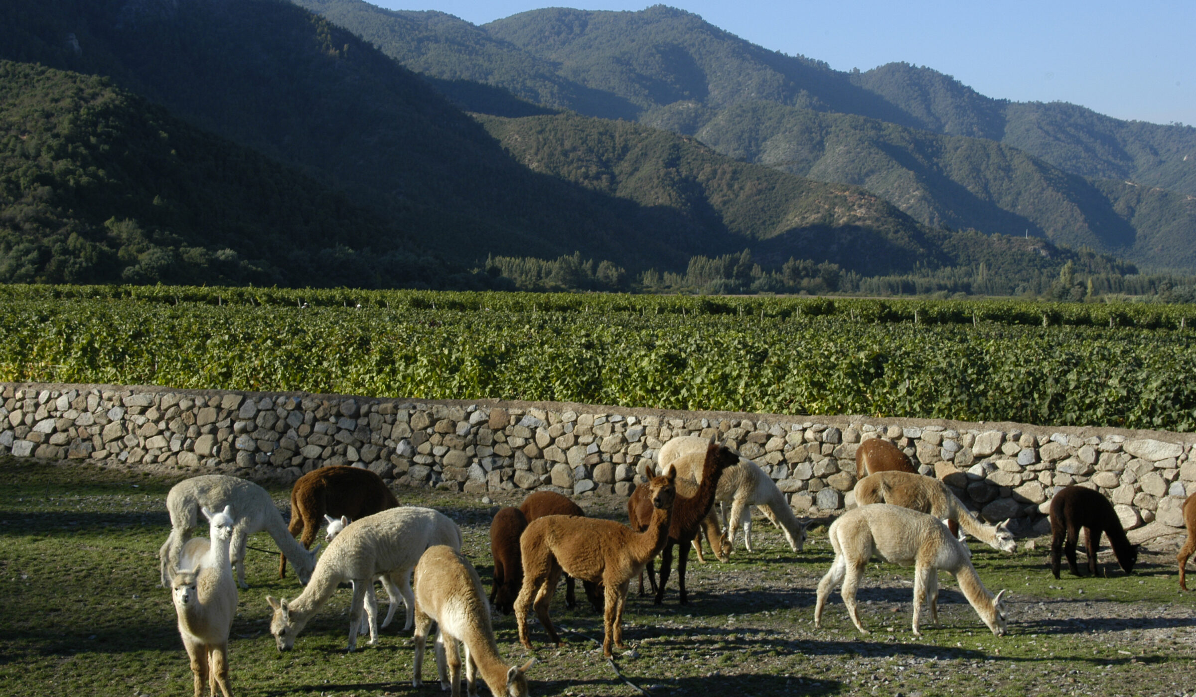 Certificación regenerativa orgánica: el paso hacia la agricultura sostenible en Chile