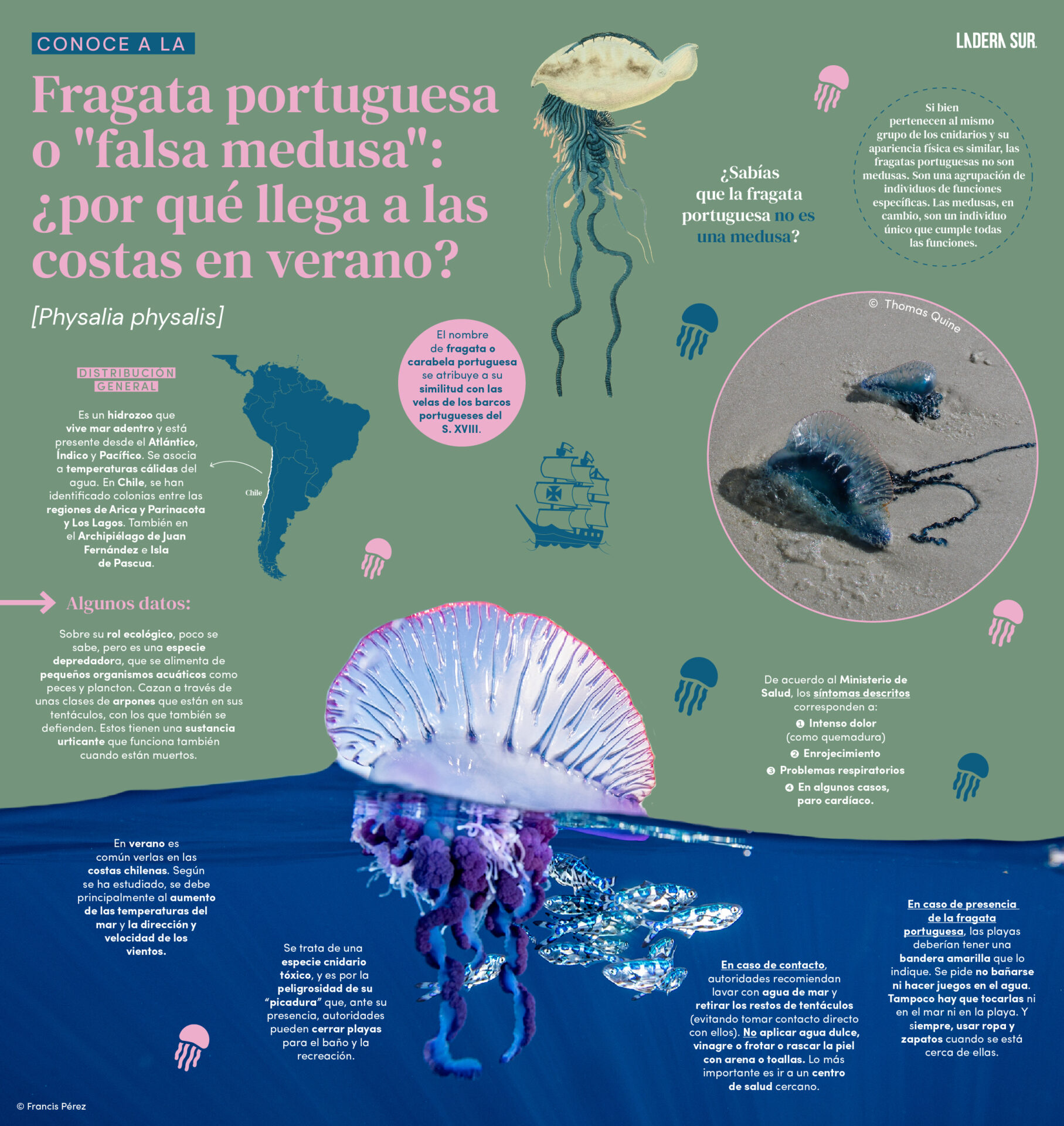 Fragata Portuguesa