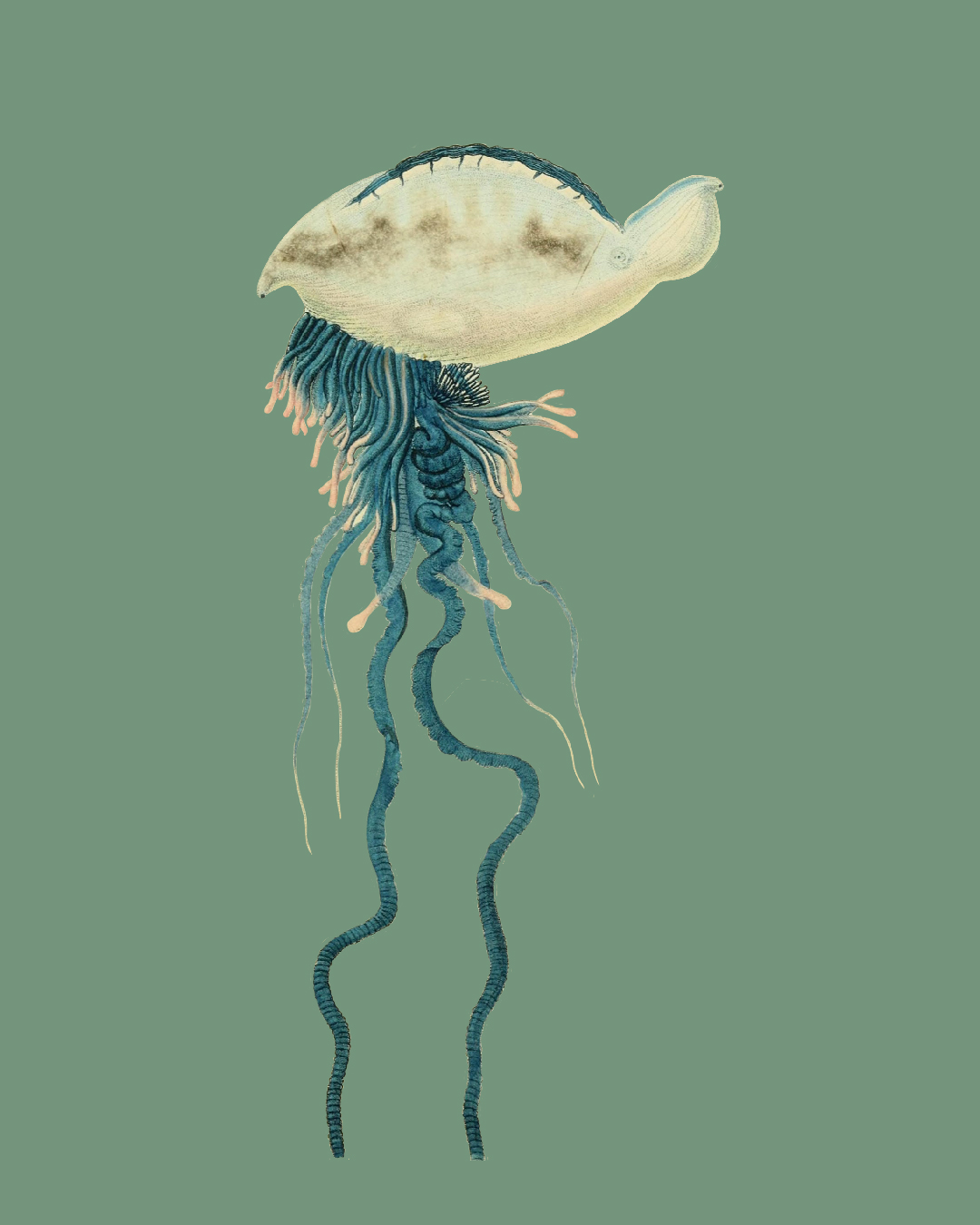 Fragata portuguesa o «falsa medusa»: ¿por qué llega a las costas en verano?