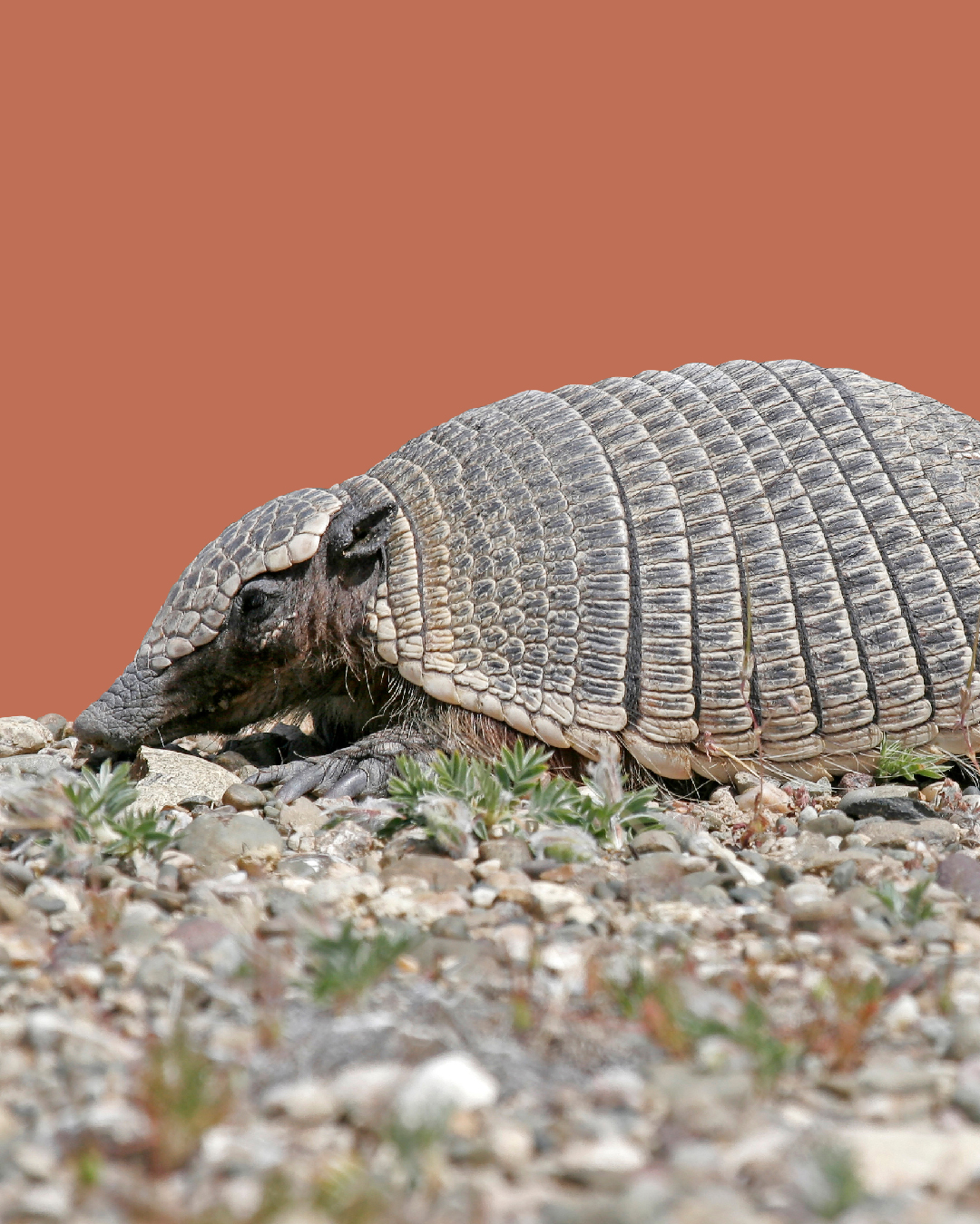 El pequeño piche patagónico, el armadillo más austral del mundo