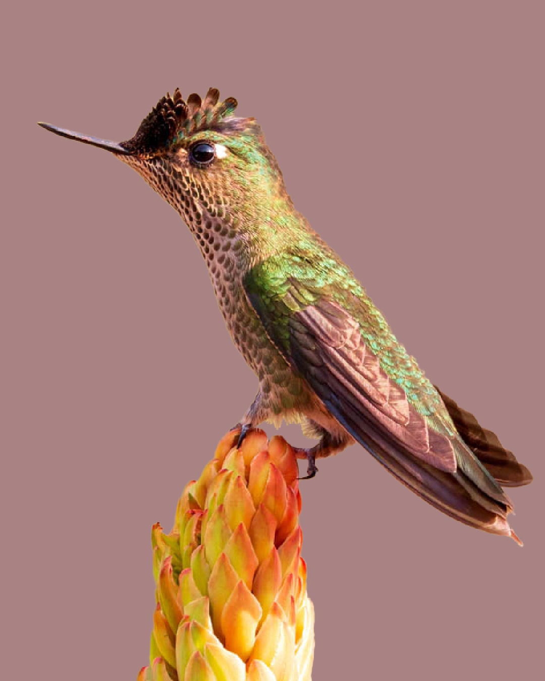 Picaflor chico, el colibrí más austral del mundo
