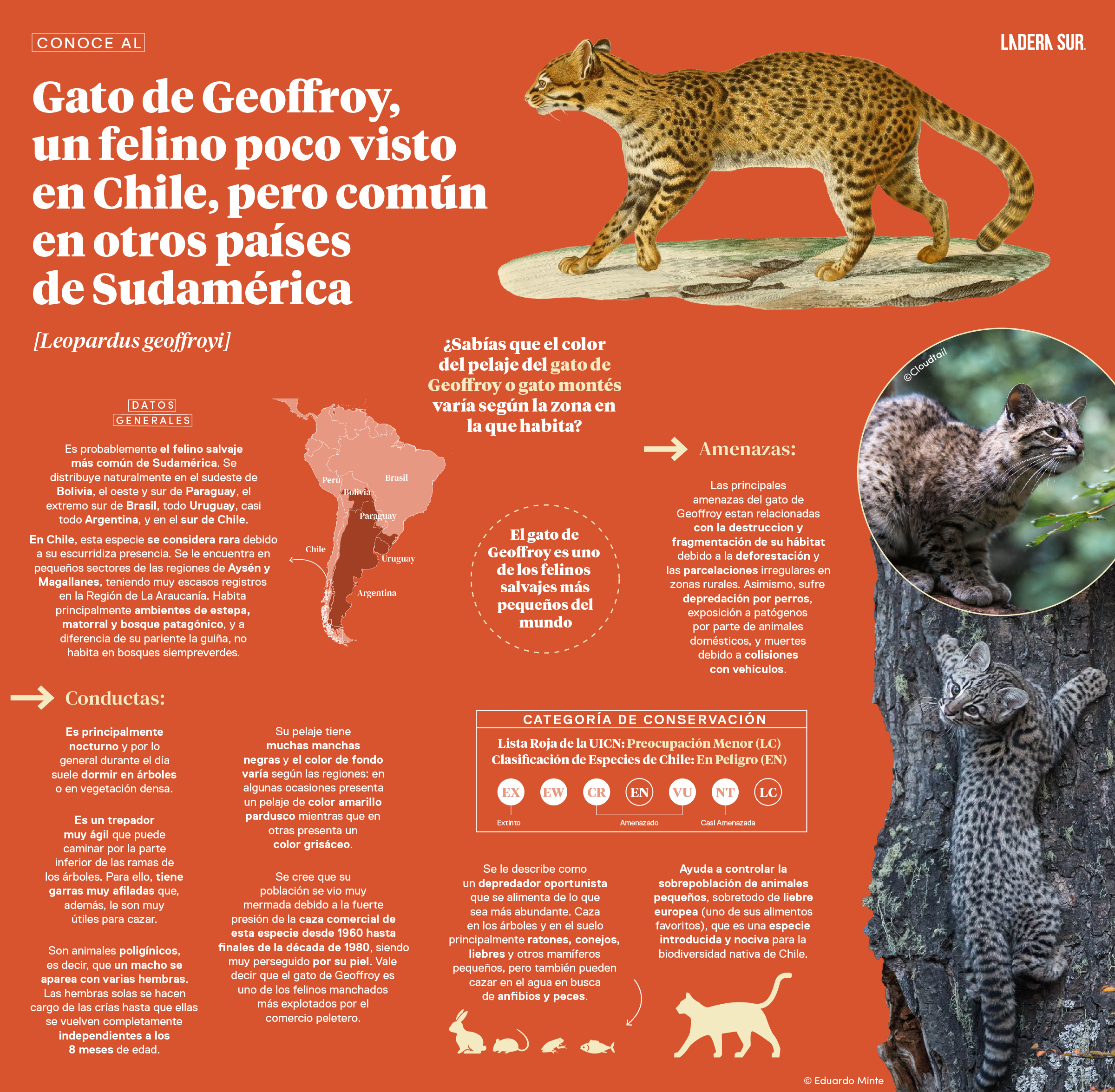 Gato de Geoffroy, un felino poco visto en Chile, pero común en otros países de Sudamérica
