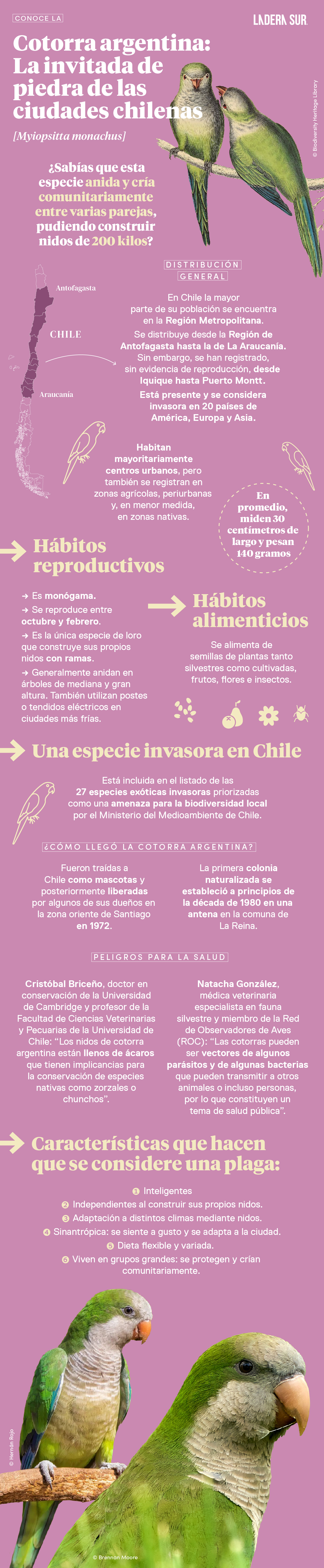 Cotorra argentina: la invitada de piedra de las ciudades chilenas