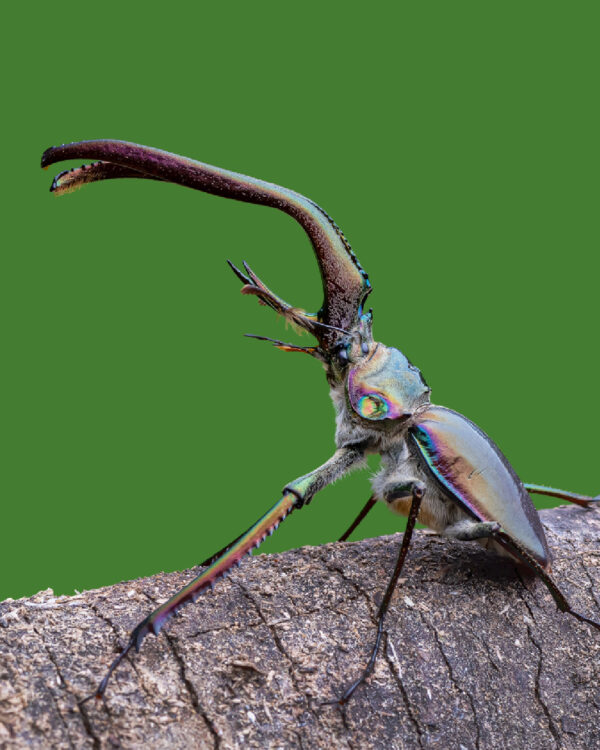 Ciervo volante, el rey de los escarabajos del sur de Chile