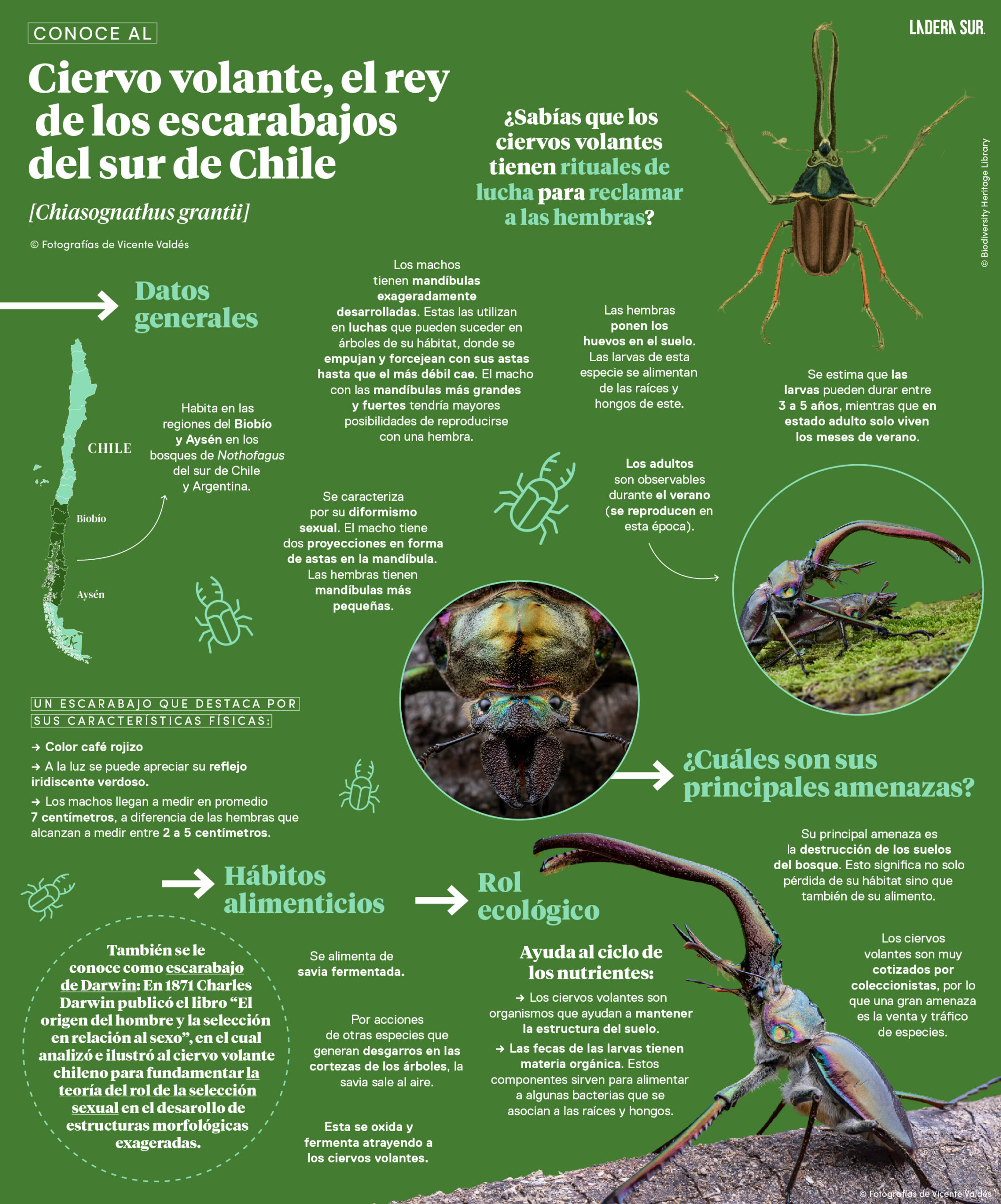 Ciervo volante, el rey de los escarabajos del sur de Chile