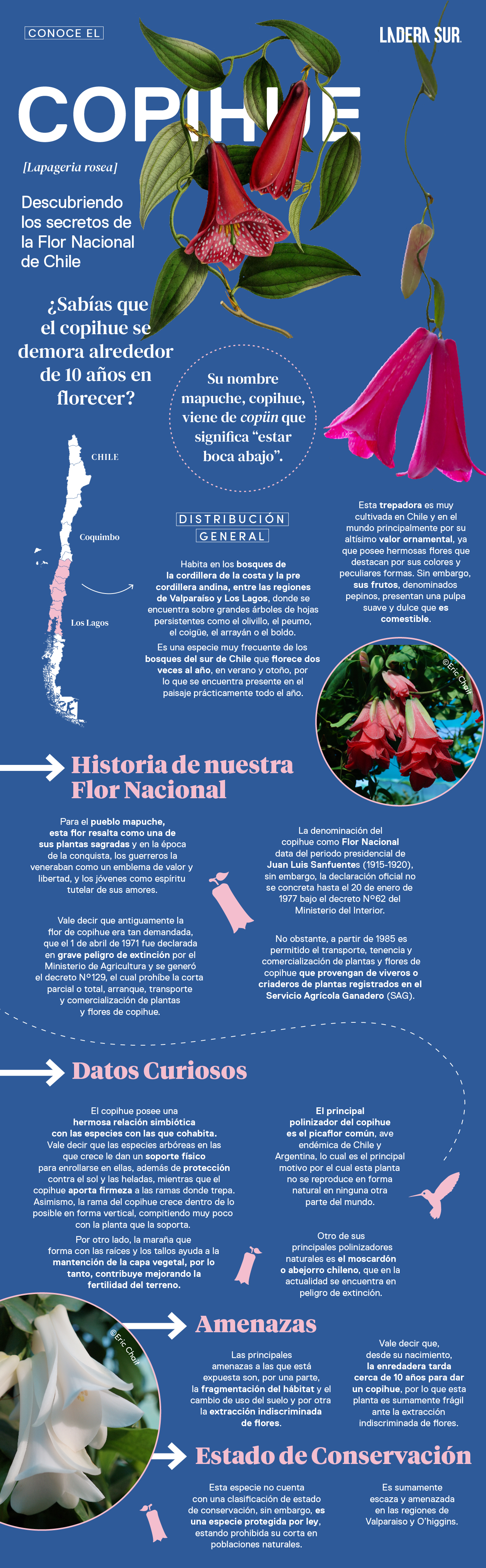 Copihue, descubriendo los secretos de la Flor Nacional de Chile