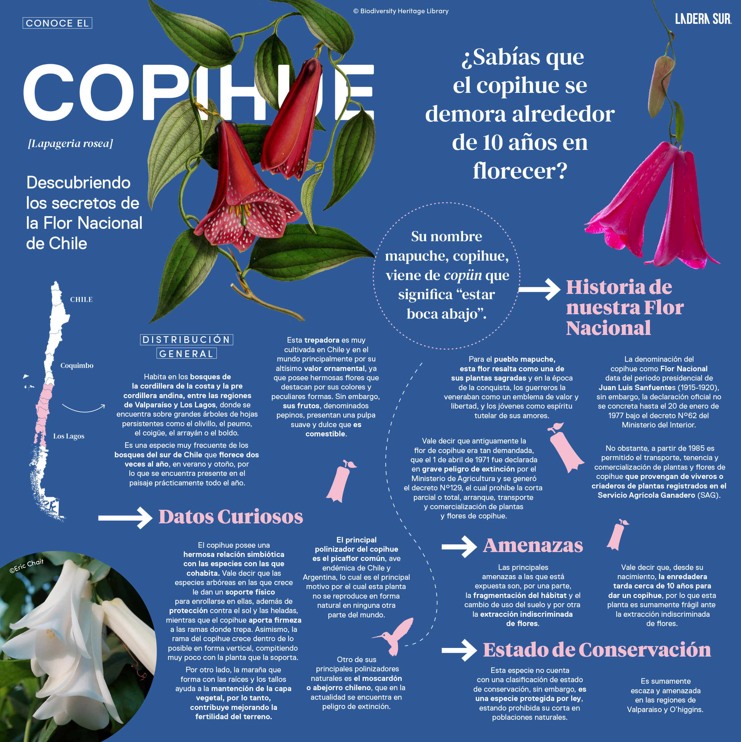 Copihue, descubriendo los secretos de la Flor Nacional de Chile