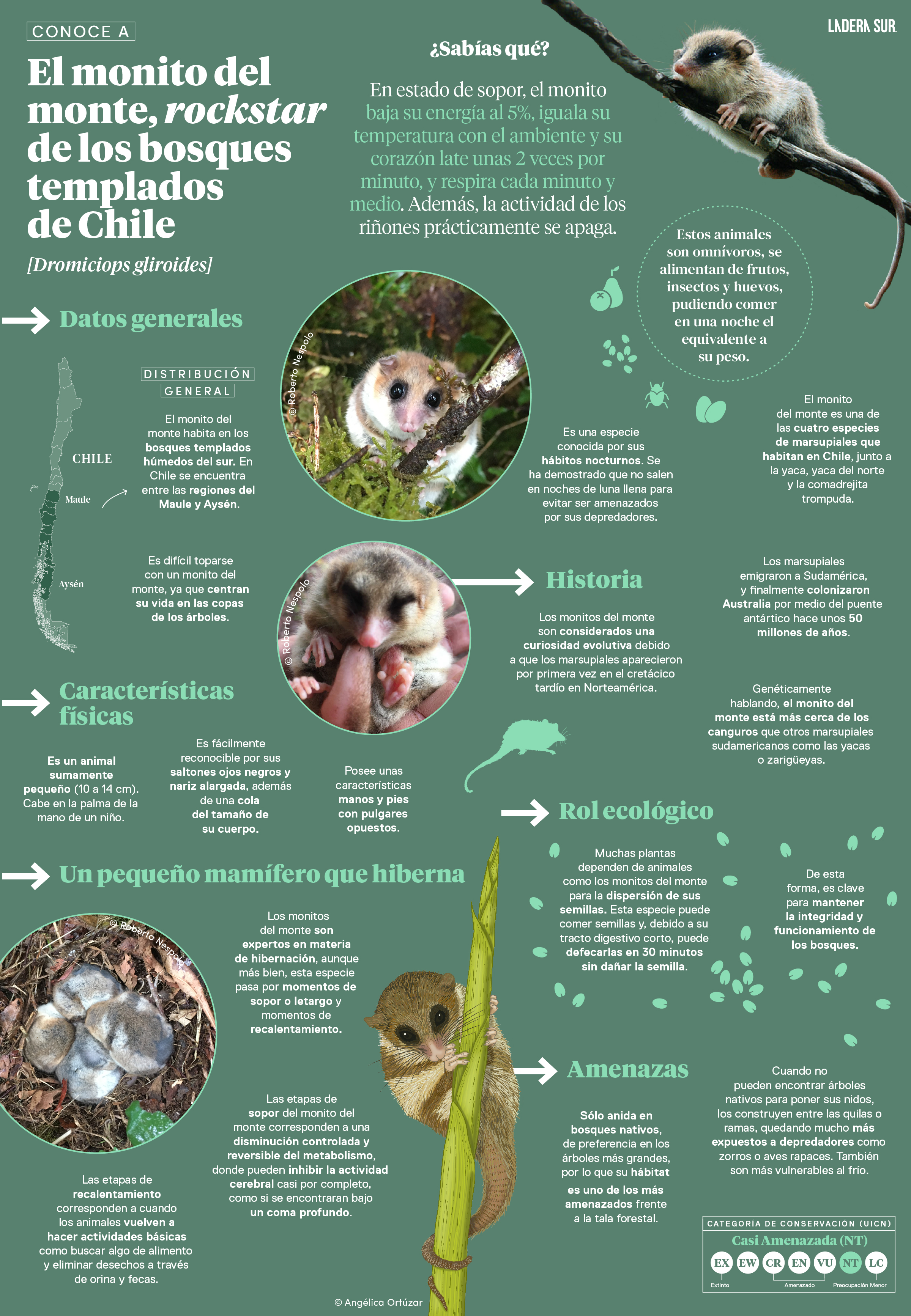 El monito del monte, rockstar de los bosques templados de Chile