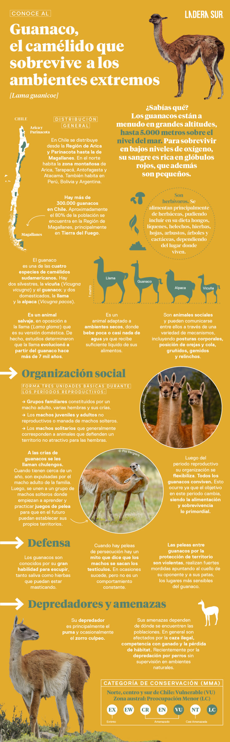 Guanaco, el camélido que sobrevive a los ambientes extremos