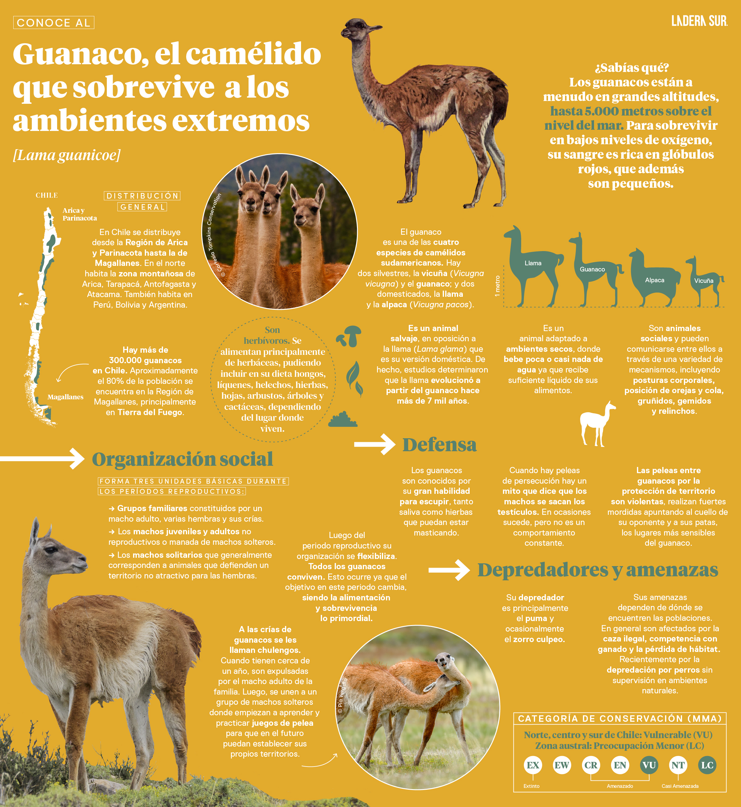 Guanaco, el camélido que sobrevive a los ambientes extremos