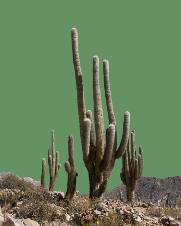 Cardón: un cactus que toca el cielo