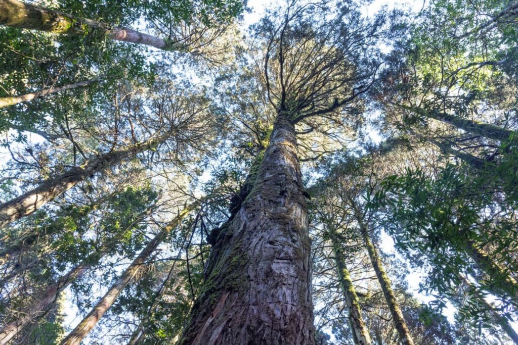 Parque Nacional Alerce Costero. Autor: Eduardo Schmecda.