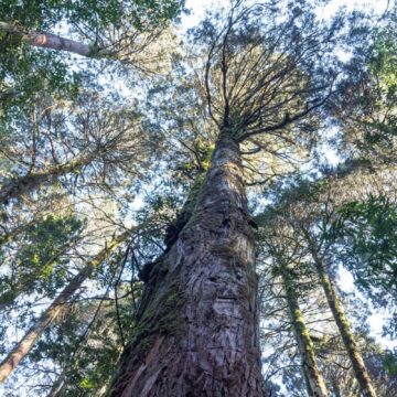 Construcción de futuro proyecto Ruta T-720 pone en riesgo bosques milenarios en Parque Nacional Alerce Costero
