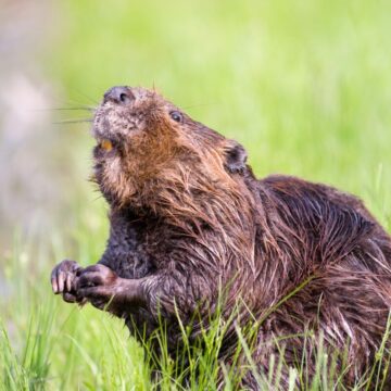 El castor, la plaga que arrasa los bosques de Tierra del Fuego en Argentina