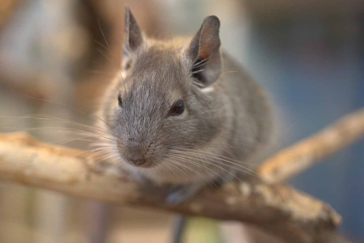 Ratón Chinchilla /Pixabay