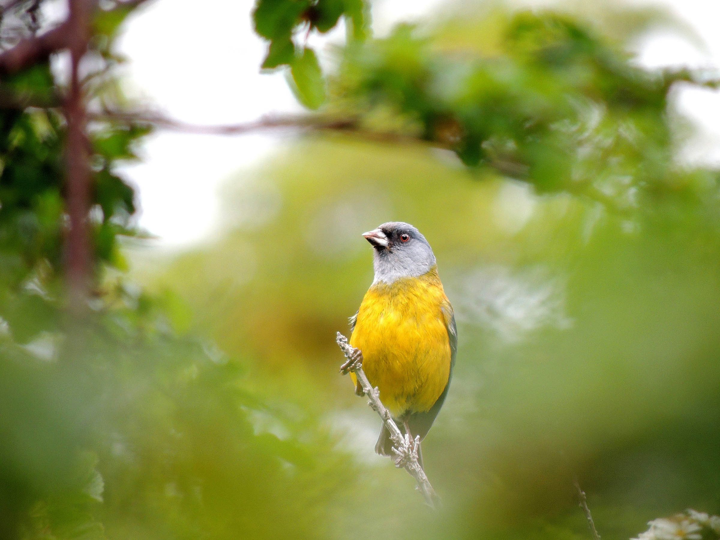 Cabo de Hornos: el “parque jurásico” de las aves del fin del mundo