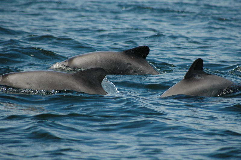 Delfin Chileno (Cephalorhynchus eutropia) Créditos: Carla Christie