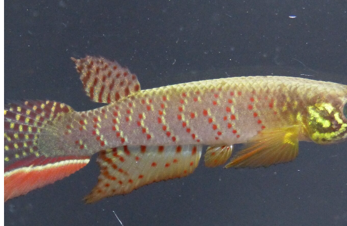 ¿Un pez capaz de sobrevivir fuera del agua? Así es la nueva especie que se identificó en Bolivia