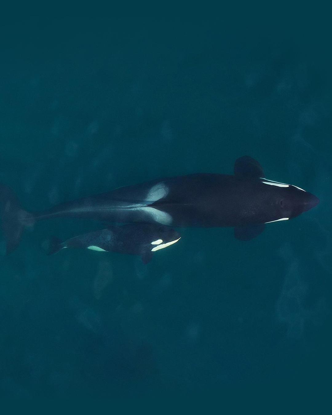 Orca, la matriarca del océano