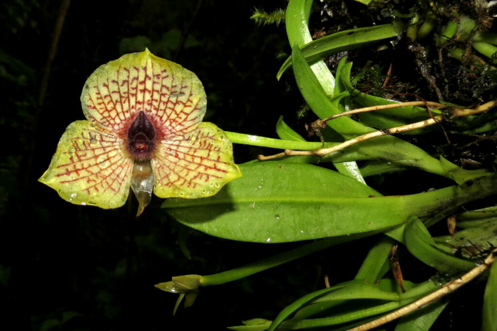 Orquídea Telipogon papilio en Perú.