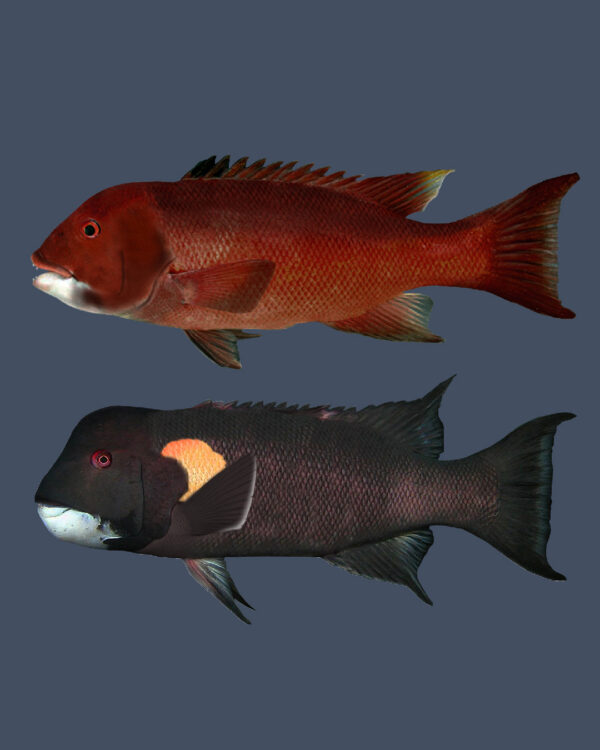 Pejeperro: el icónico y amenazado pez que cambia de sexo