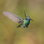 Picaflor azul. Créditos Chile Birds.