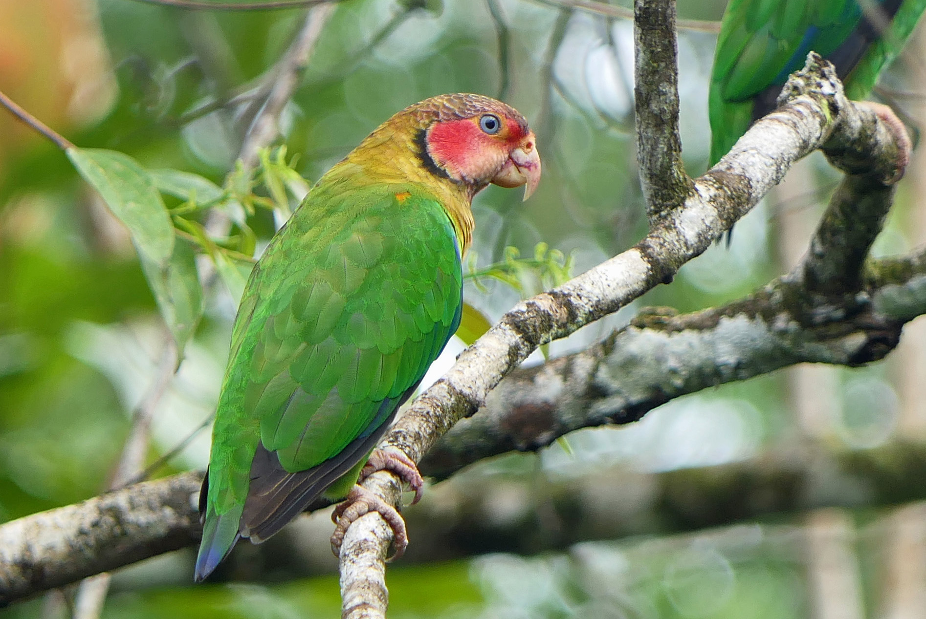 Nueva Estrategia Nacional para la Conservación de las Aves en Colombia