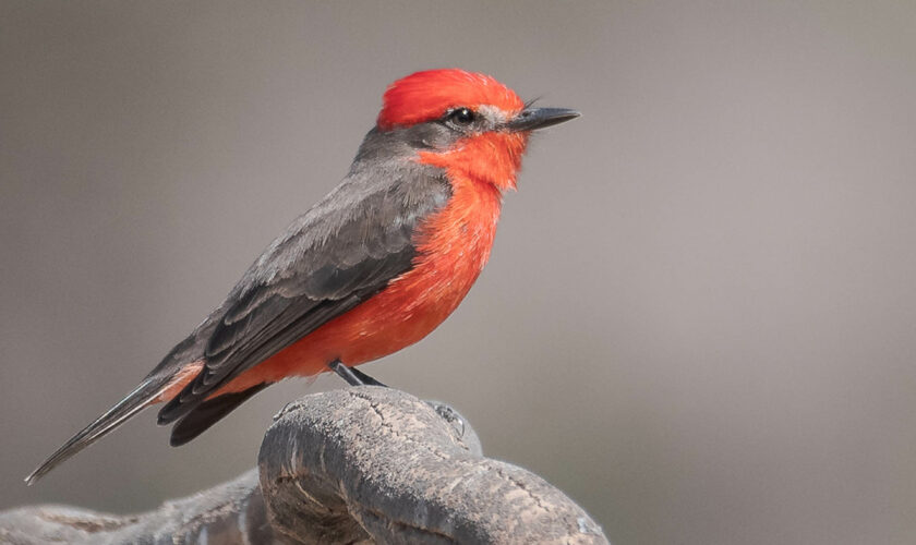 Arica y Parinacota, un destino imperdible para los amantes de las aves