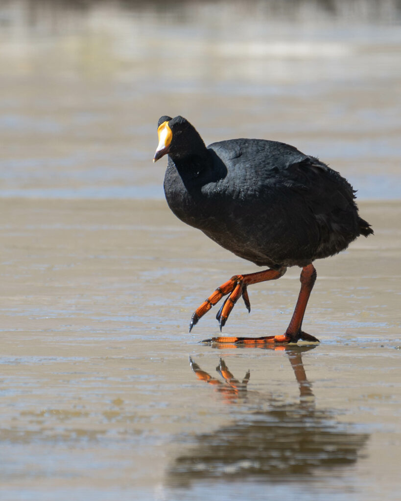 Tagua gigante. Créditos a Chile Birds.